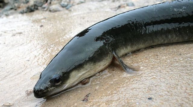 Rare Fish Found in Kansas River - Vimarsana News